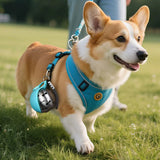 Portable spherical water bottle for pets; features a transparent, drop-resistant design with a lanyard; sealed and leak-proof.